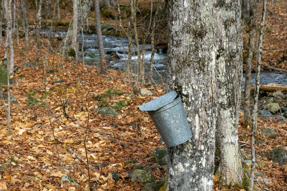 Pure Maple Syrup Michigan vs. Imitation Syrup: What Makes Michigan Maple Syrup Special