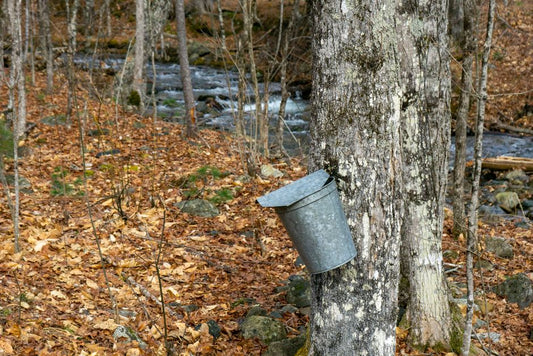 Pure Maple Syrup Michigan vs. Imitation Syrup: What Makes Michigan Maple Syrup Special