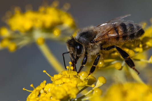 How Michigan Honey Bees Produce the Best Raw Honey