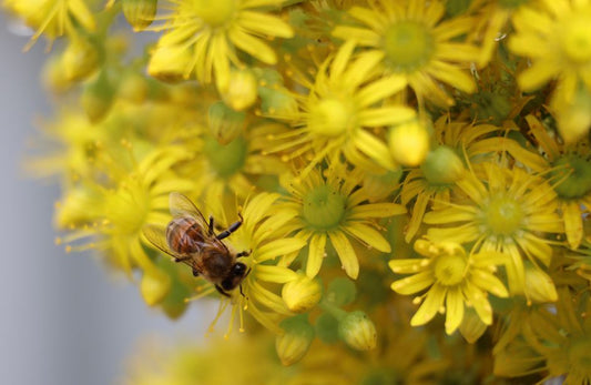 The Importance of Honey Bees in Michigan Agriculture